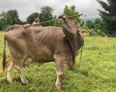 Veronika, a vaca que usa uma vassoura para se coçar. Não acredita? Veja