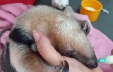 Filhote de tamanduá-mirim resgatado após atropelamento da mãe é reinserido à natureza em Minas