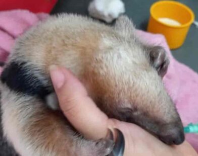 Filhote de tamanduá-mirim resgatado após atropelamento da mãe é reinserido à natureza em Minas