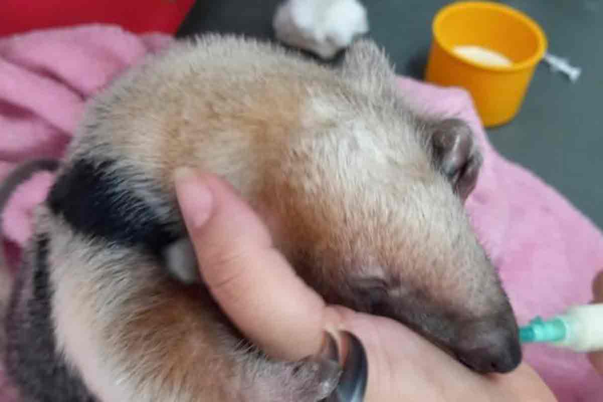 Filhote de tamanduá-mirim resgatado após atropelamento da mãe é reinserido à natureza em Minas