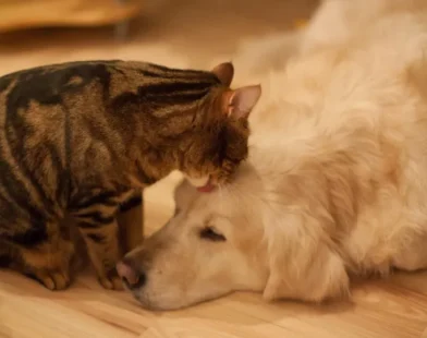 Lei define guarda compartilhada de pets; veja detalhes