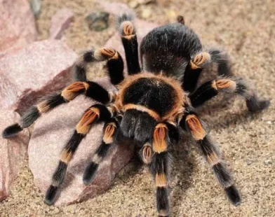 Mulher esquece-se de caixa com 20 tarântulas vivas em trem na Alemanha