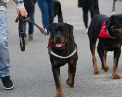 Raças de cachorros que são proibidas ao redor do mundo