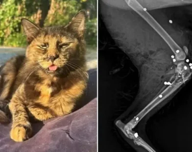 Gata é morta com 27 tiros de espingarda em SC; Polícia investiga