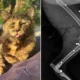 Gata é morta com 27 tiros de espingarda em SC; Polícia investiga