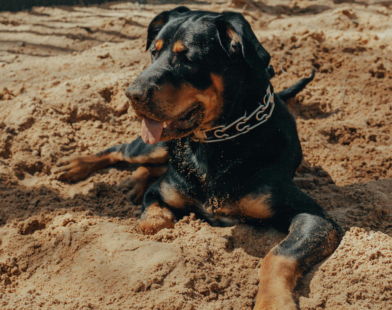 Homem morre após pular muro de obra e ser atacado por cães rottweiler