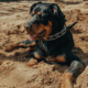 Homem morre após pular muro de obra e ser atacado por cães rottweiler