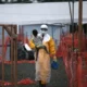 Surto de ebola: EUA restringem entrada de viajantes de 3 países africanos; veja quais