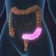 4 regras obrigatórias para proteger o intestino ao tomar antibióticos