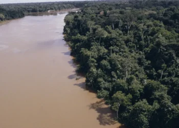 Desmatamento na Amazônia cai 61,4% em maio de 2026