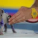 Lei torna crime exercício ilegal da medicina veterinária 